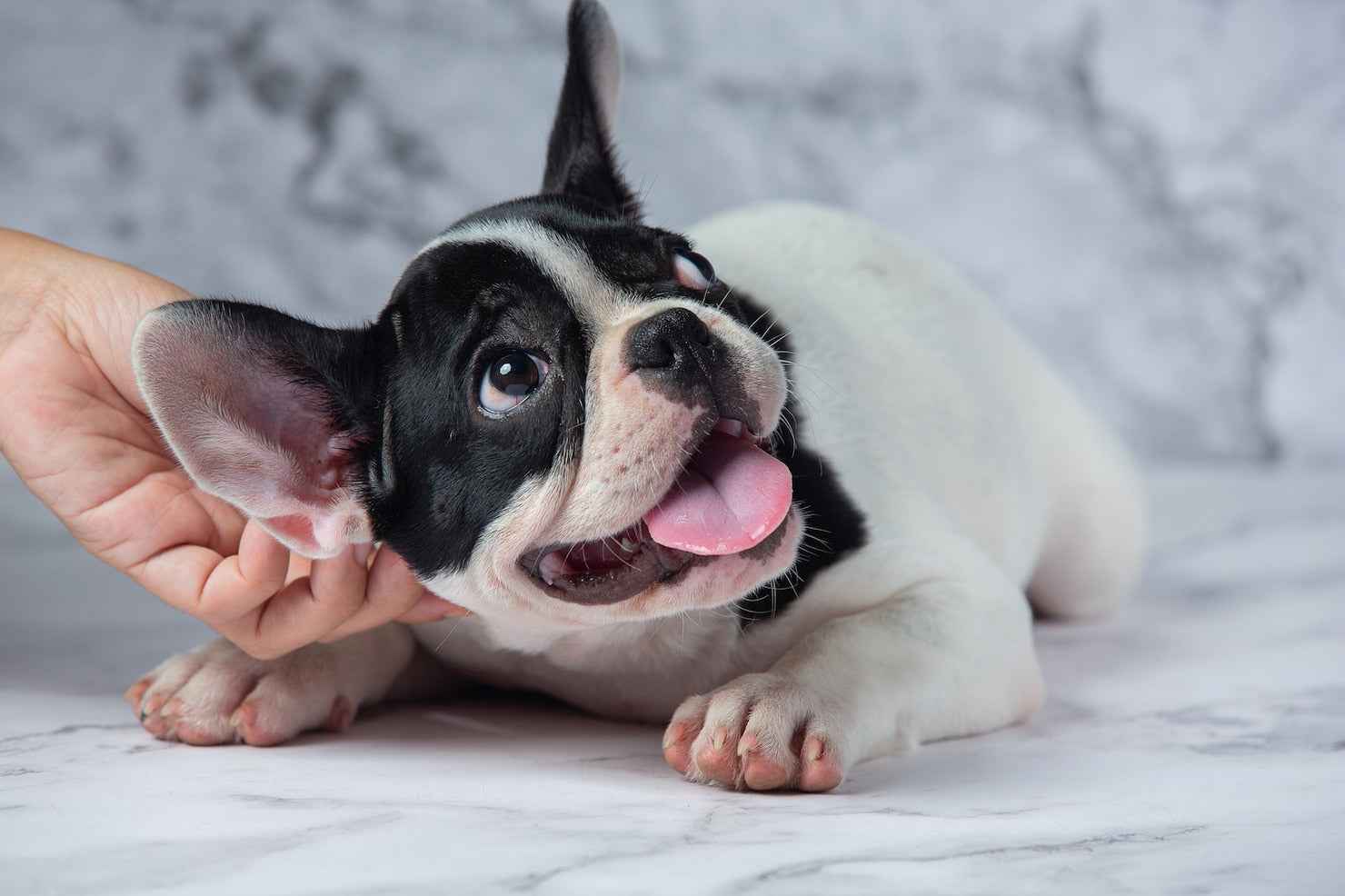 犬 耳 を 舐め て くる
