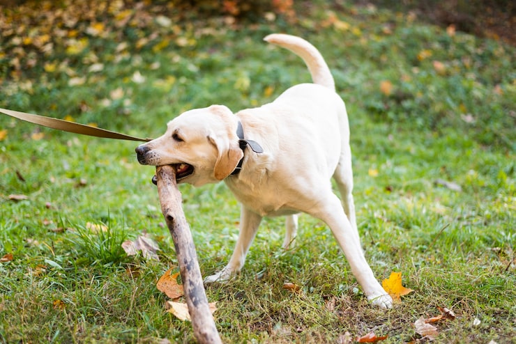 How to Stop Dog Eating Sticks: Effective Tips and Solutions