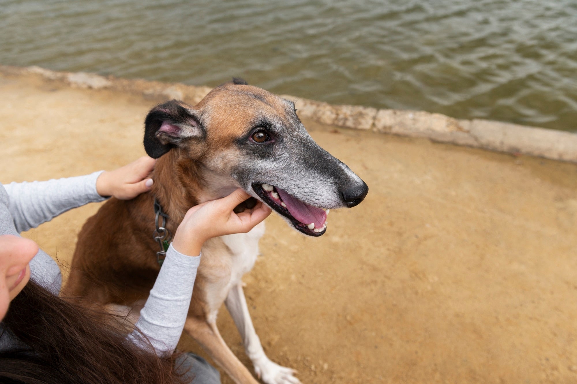 Gallery Detail: Clean Dog Ears After Swimming To Prevent Infection Essential Guide