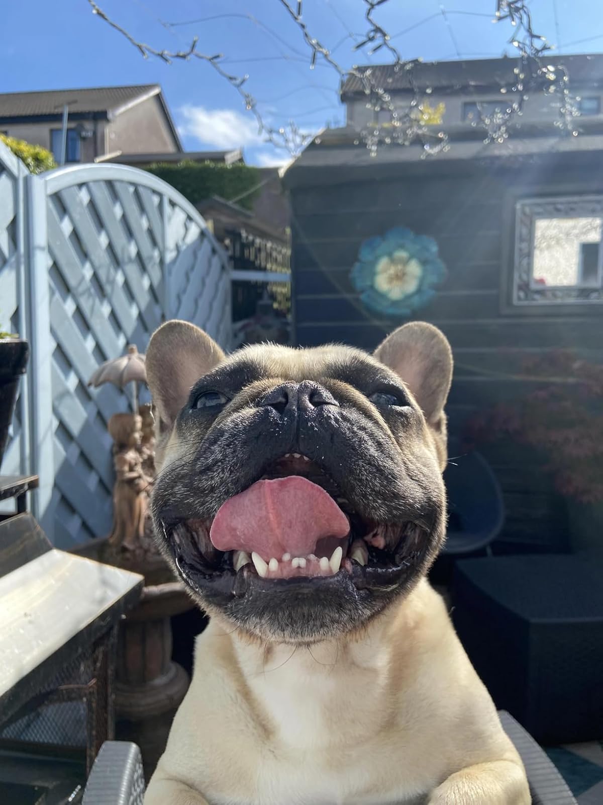 I’ve been using the Dog Dental Powder for my Frenchies, and it’s been a game changer! Their bad breath has noticeably improved, and their teeth look cleaner. It’s easy to sprinkle on their food, and the results are quick. This powder is perfect for maintaining dental health in small to large dogs, especially for tackling plaque and odor!
