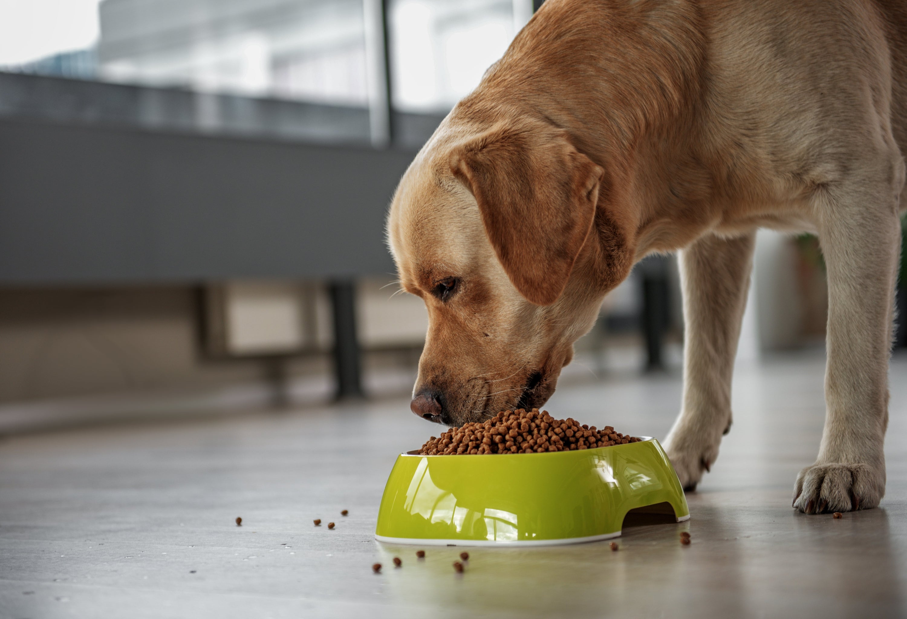 Does Dog Dental Powder Work? Discover the Benefits of RunyePet Dog Dental Powder