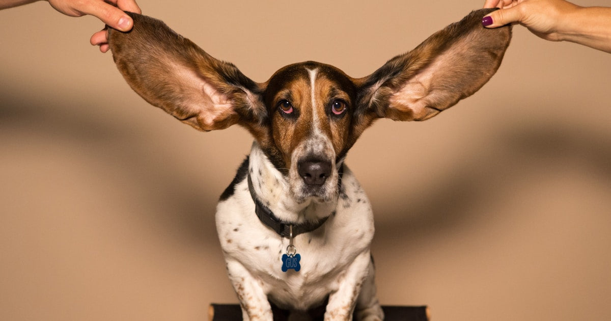 How to Clean Dog Ears Safely: Step-by-Step Guide (2026)