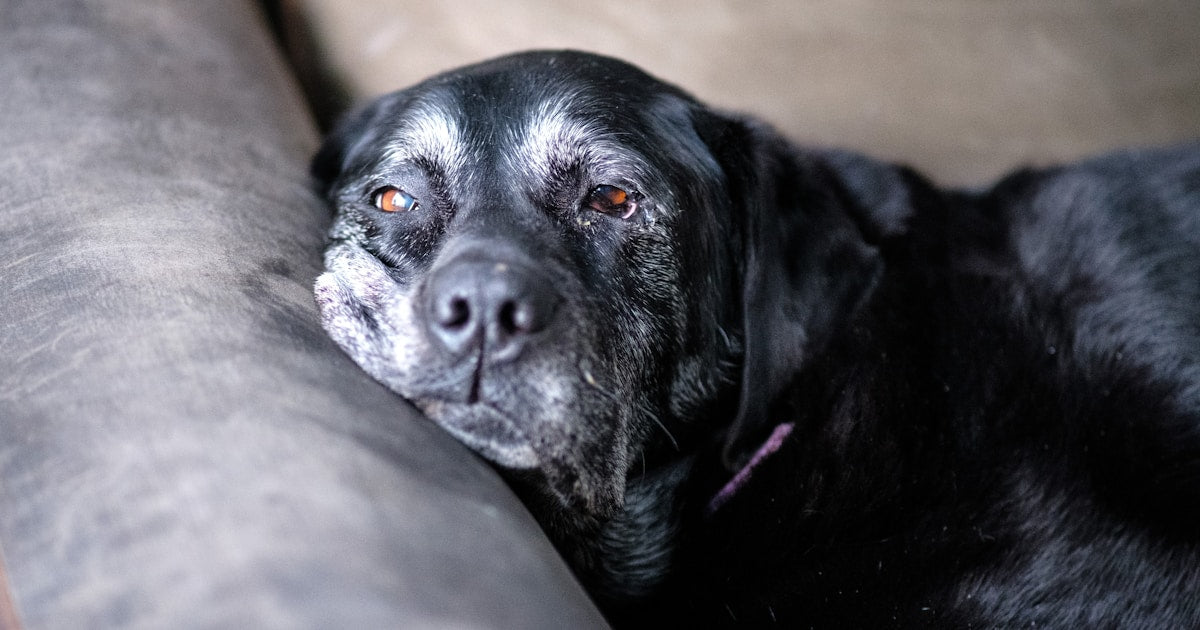 Senior Dog Ear Care: Complete Health Guide (2026)