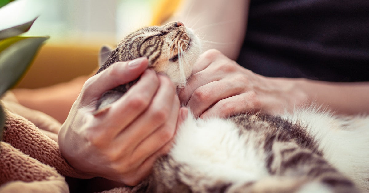 Cat Ear Infection Prevention: Year-Round Care Guide (2026)