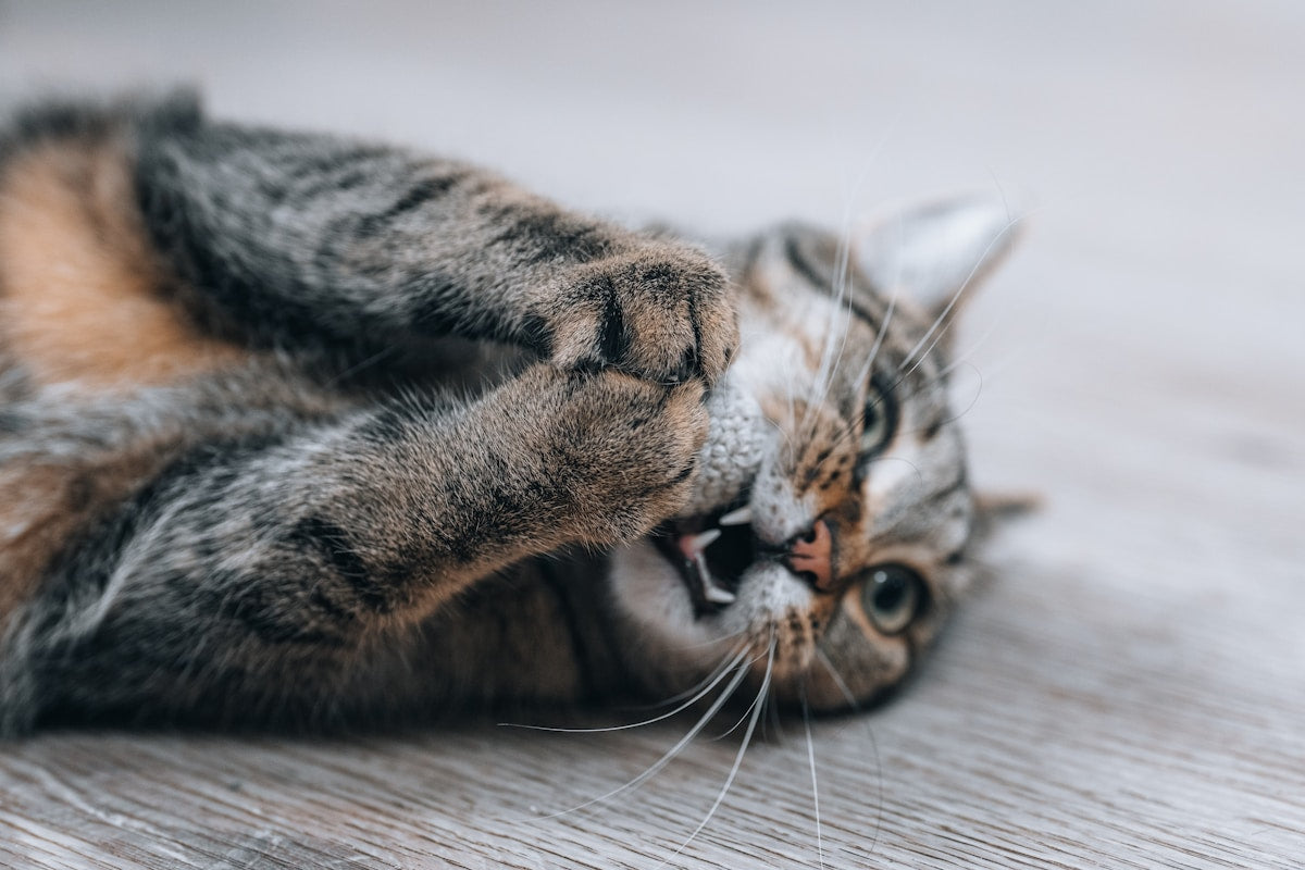 A tabby cat playfully bites its paw on the floor