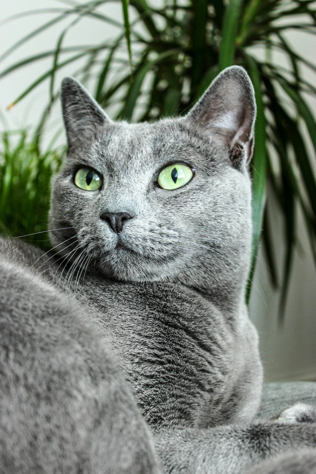 Russian Blue cat dental care