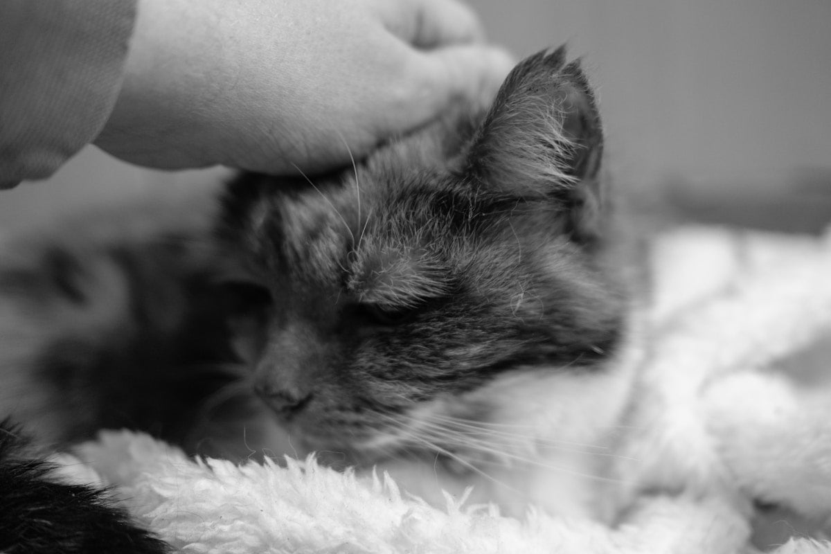 Gentle cat ear cleaning with a soft wipe