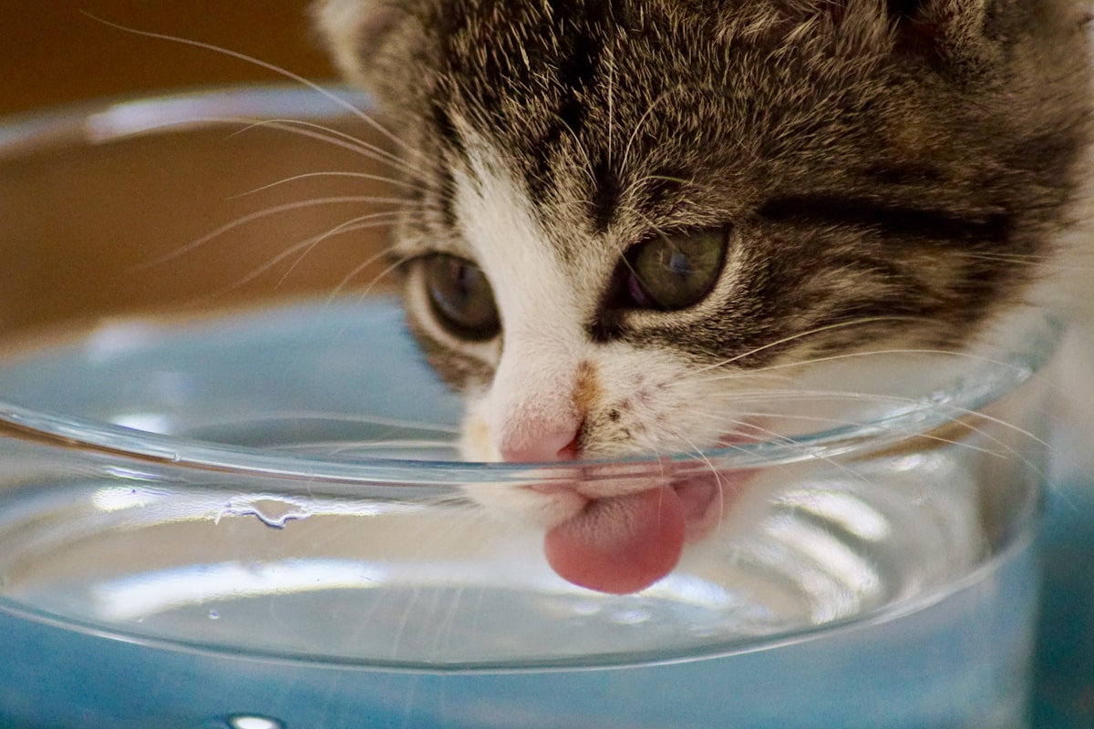 Cat drinking water from a bowl — dental health water additives