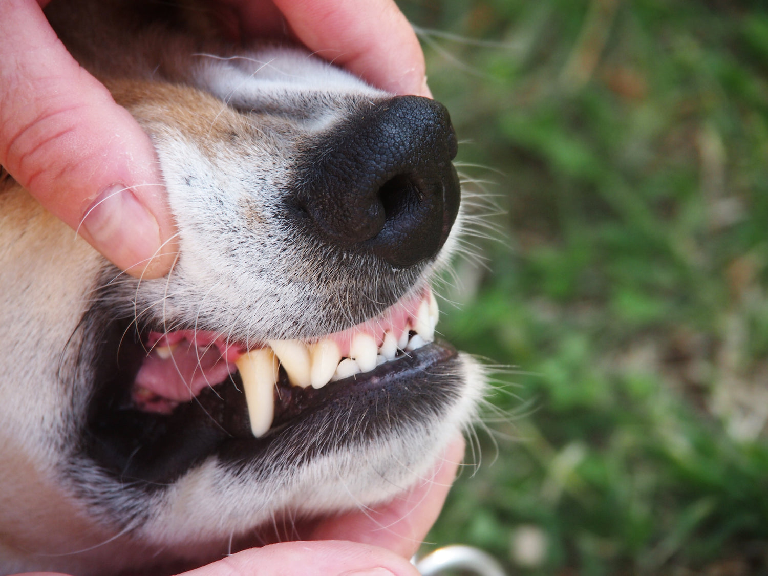 Dental Finger Wipes for Dogs & Cats: The Ideal Solution for Easy Pet Oral Care