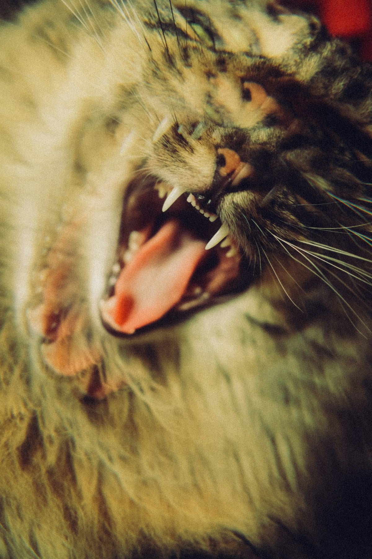 Cat teeth grinding bruxism dental care