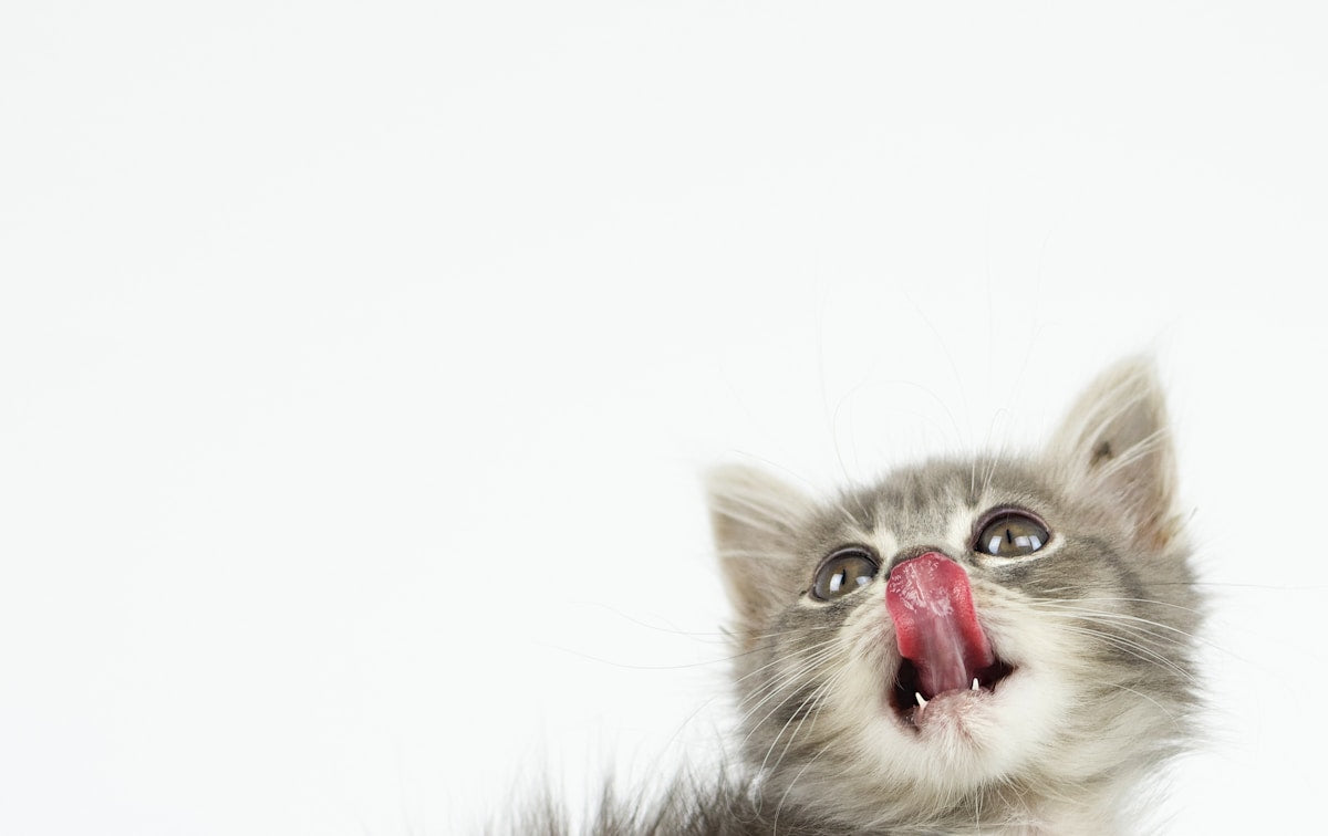 White and grey kitten looking up with curious expression for kitten gingivitis article