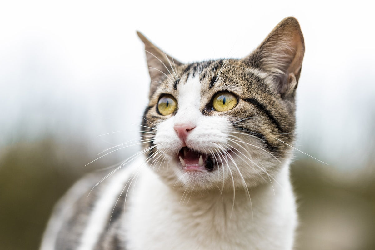 Close-up of a cat