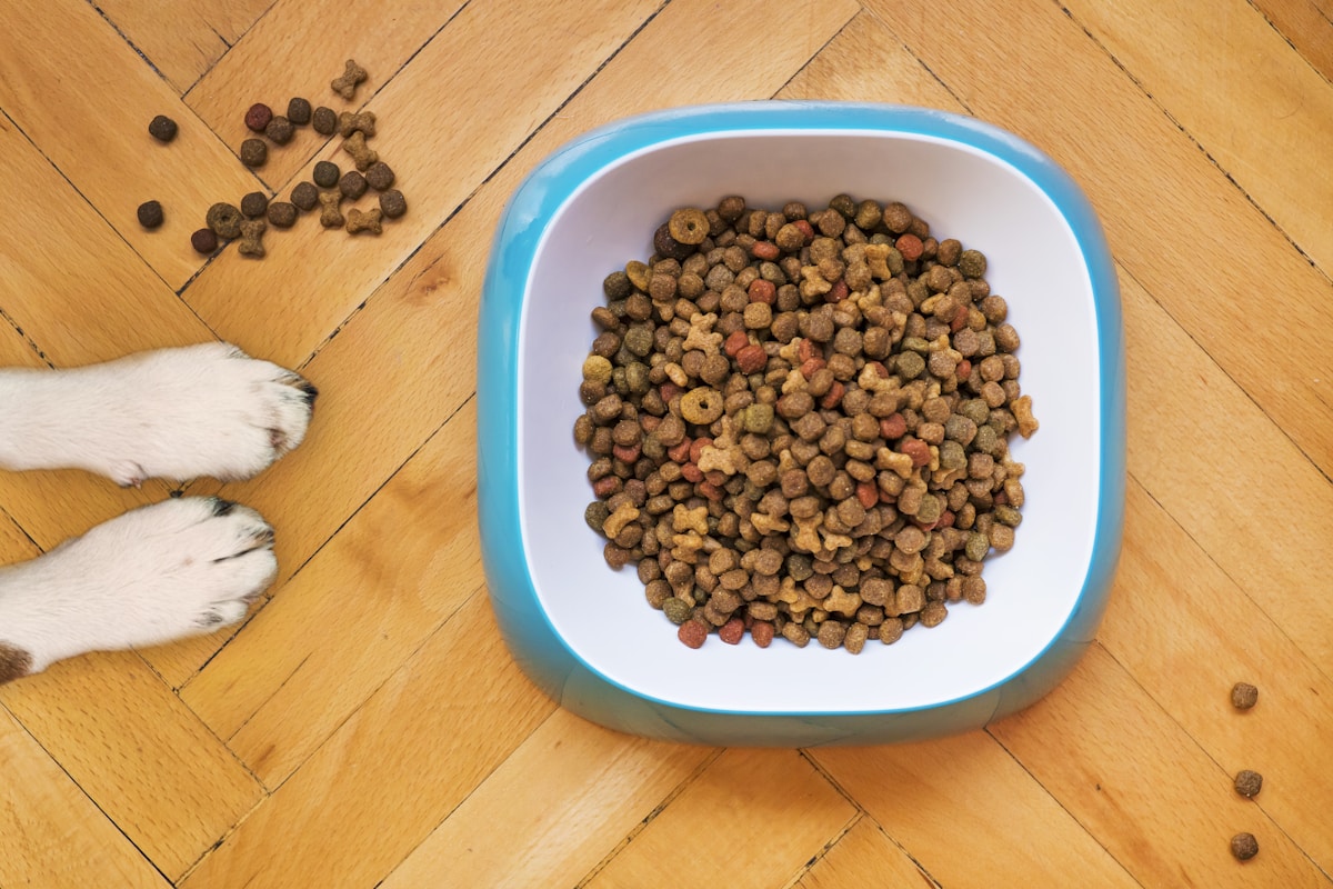 Peanuts in a blue bowl representing soft food alternative for dogs with dental disease