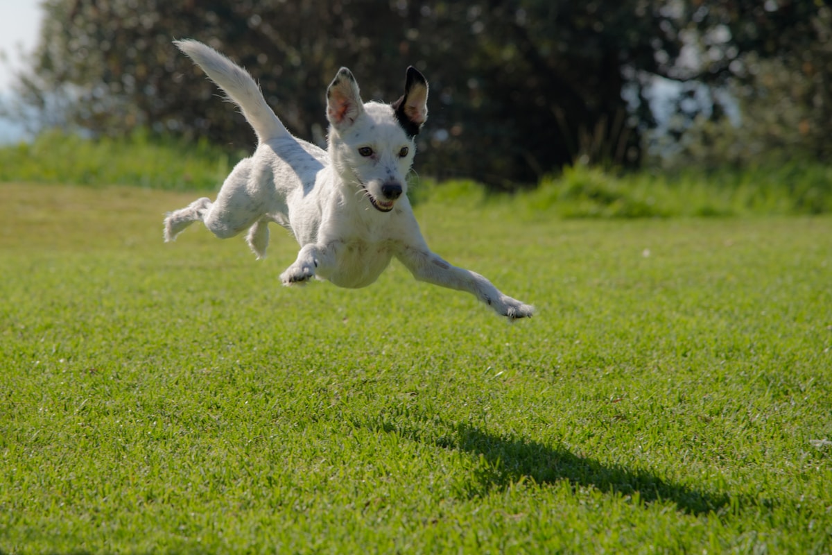 Active working dog with healthy teeth and gums