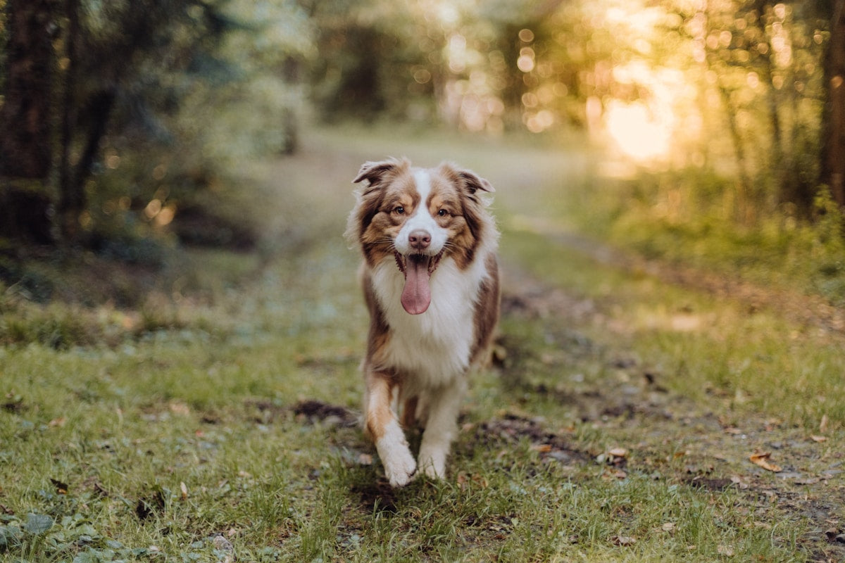 Australian Shepherd dog dental care