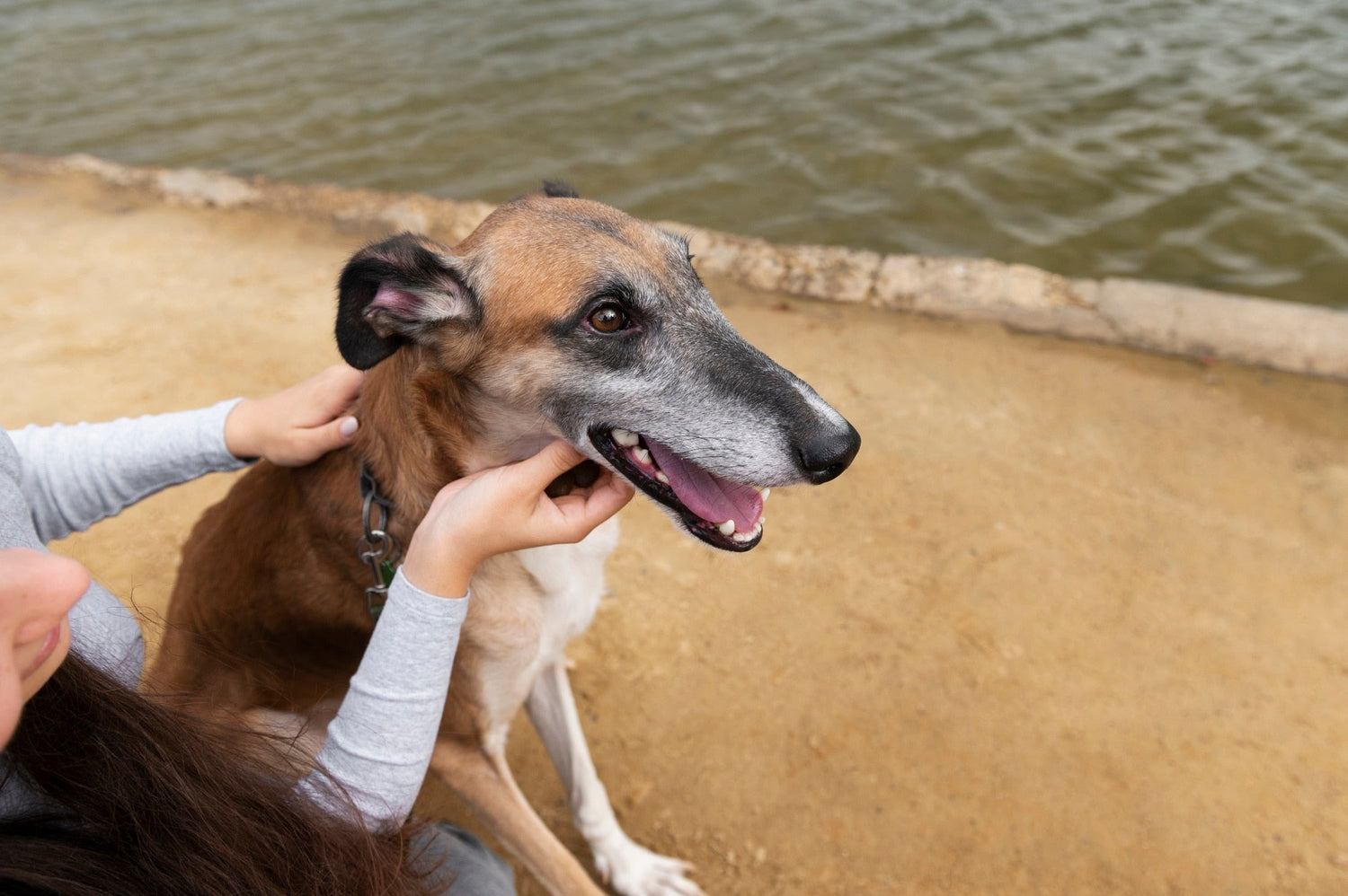 How to Clean Dog Ears After Swimming to Prevent Infection