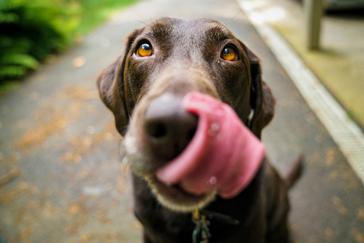Summer Dog Ear Care: Hot Weather Ear Health Guide (2026)