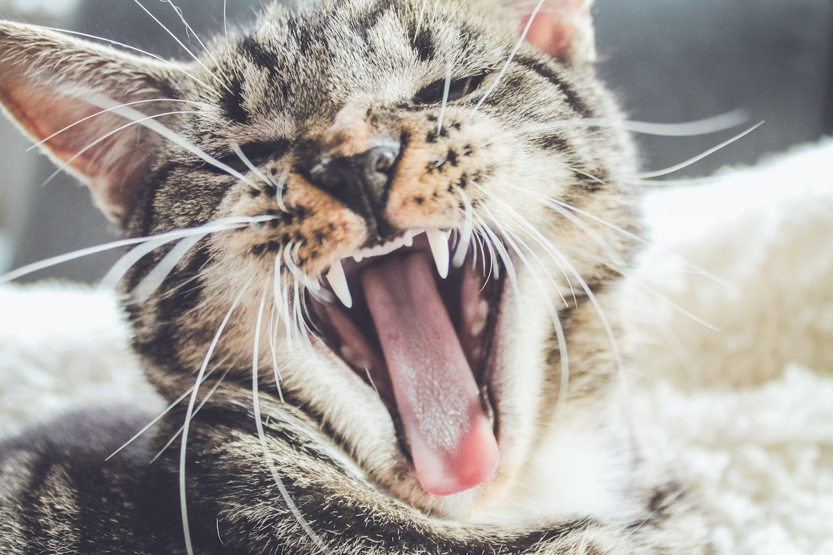 Feline Periodontitis Treatment: Advanced Cat Gum Disease Guide (2026)