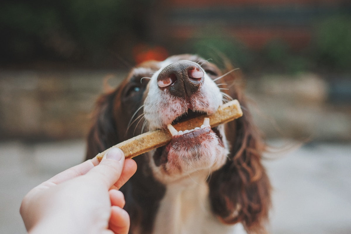 Dog Dental Wipes vs Toothbrush: Which Cleans Better? (2026)