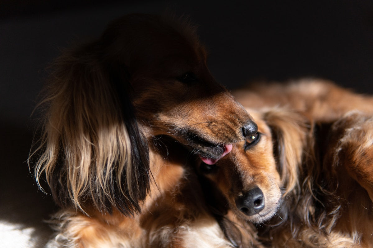 Can Allergies Cause Dog Ear Infections? Root Causes Guide (2026)