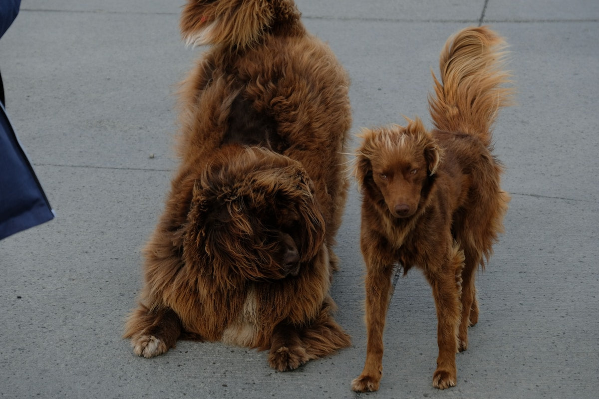 Two dogs side by side on grass showing size comparison for dental care guide