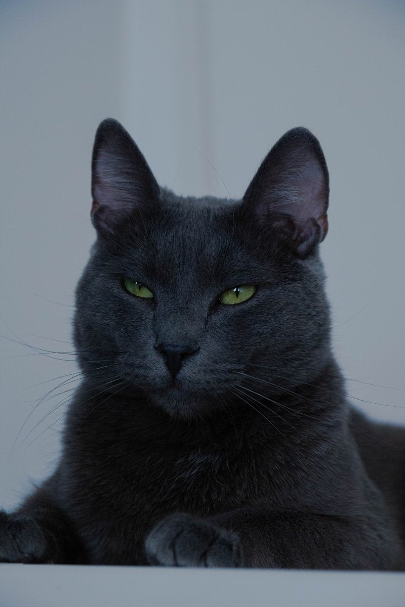 Cat Bad Breath & Kidney Disease: The Hidden Connection (2026)