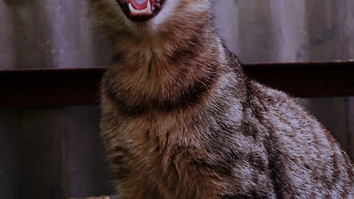Cat Dental Care Basics for Beginners