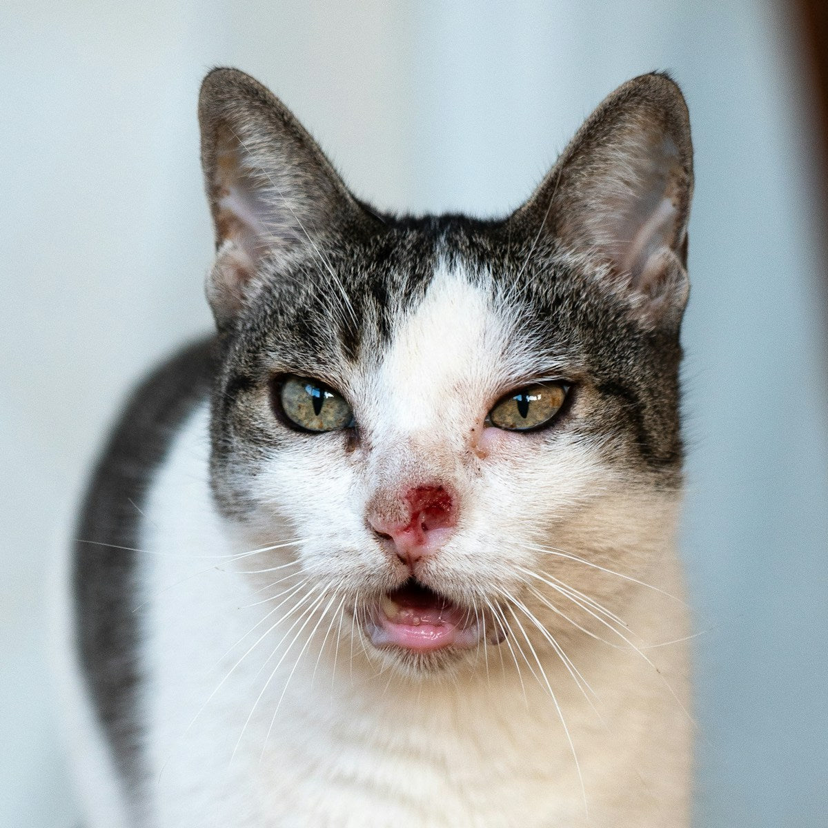 Cat Ear Infection Home Treatment: Remedies & Care Guide (2026)