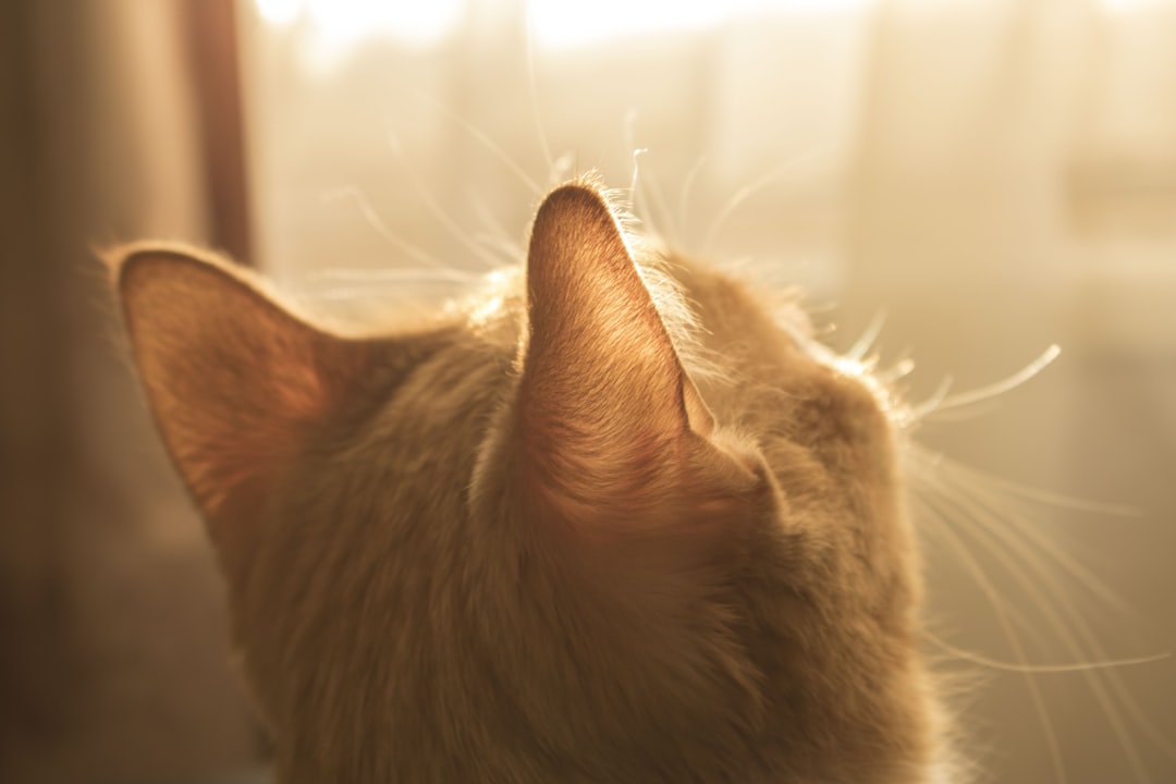 Cat with ear examination - ear polyps vs infection guide