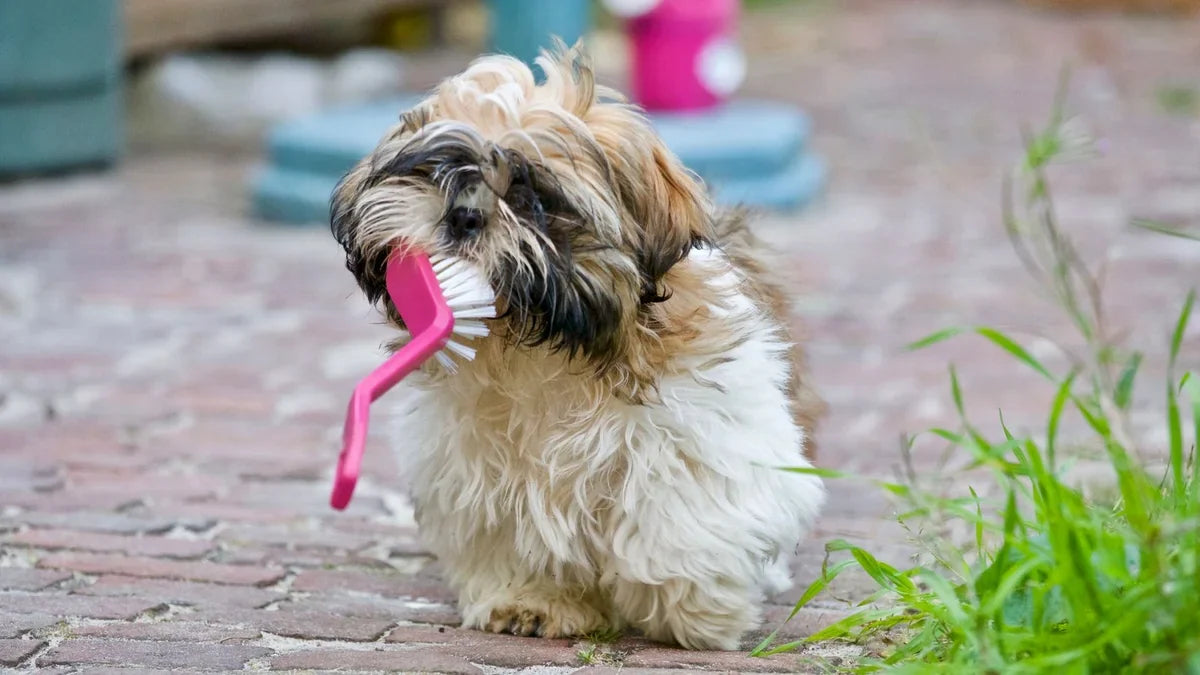 How to Choose a Dog Toothpaste (and What to Avoid)
