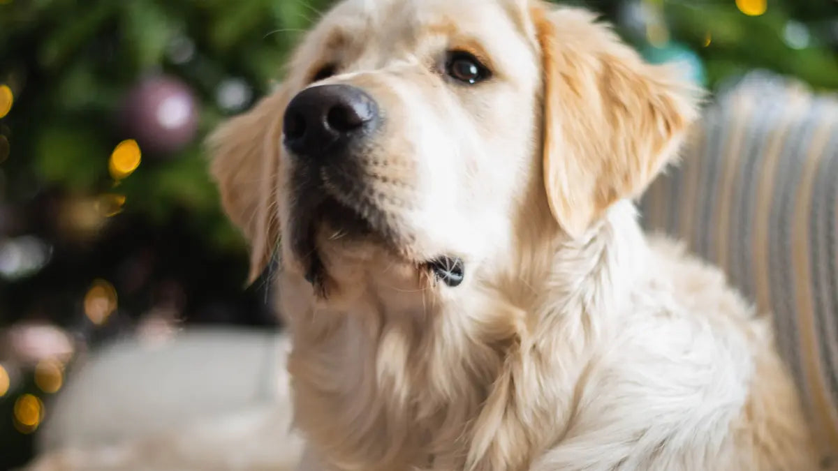 Christmas Foods Toxic to Dogs: Chocolate, Xylitol & More
