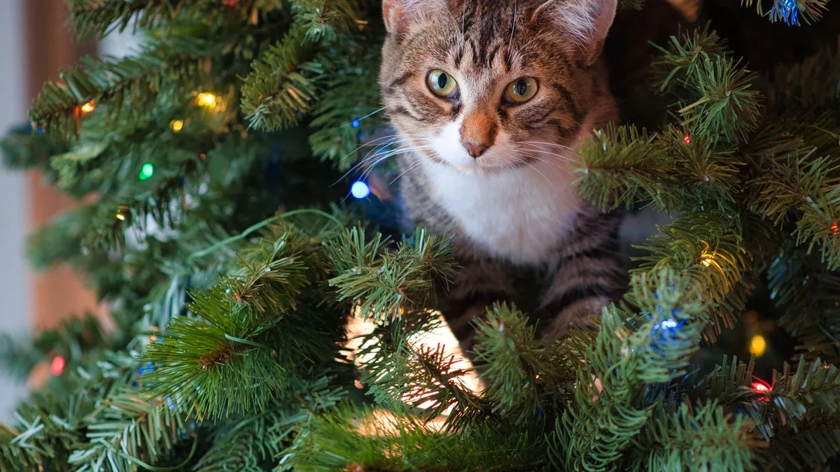 Christmas Tree & Decoration Safety for Pets
