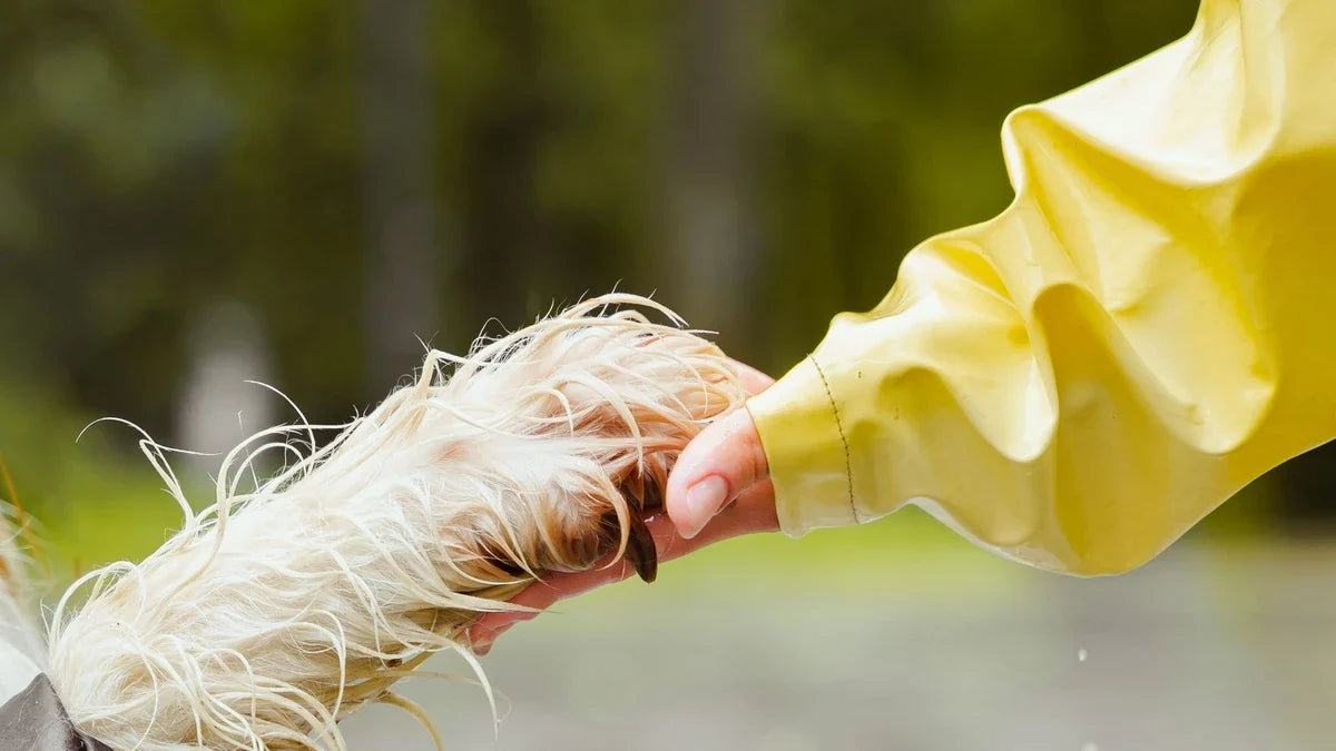 How to Clean Your Dog's Paws After Walks