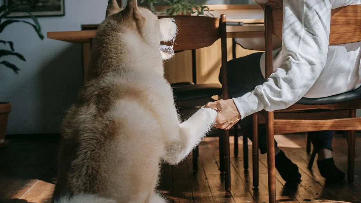How to Clean Your Dog's Teeth Without Brushing: 5 Methods