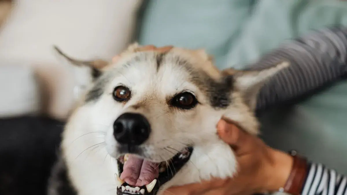 Why Does My Dog's Breath Smell So Bad?