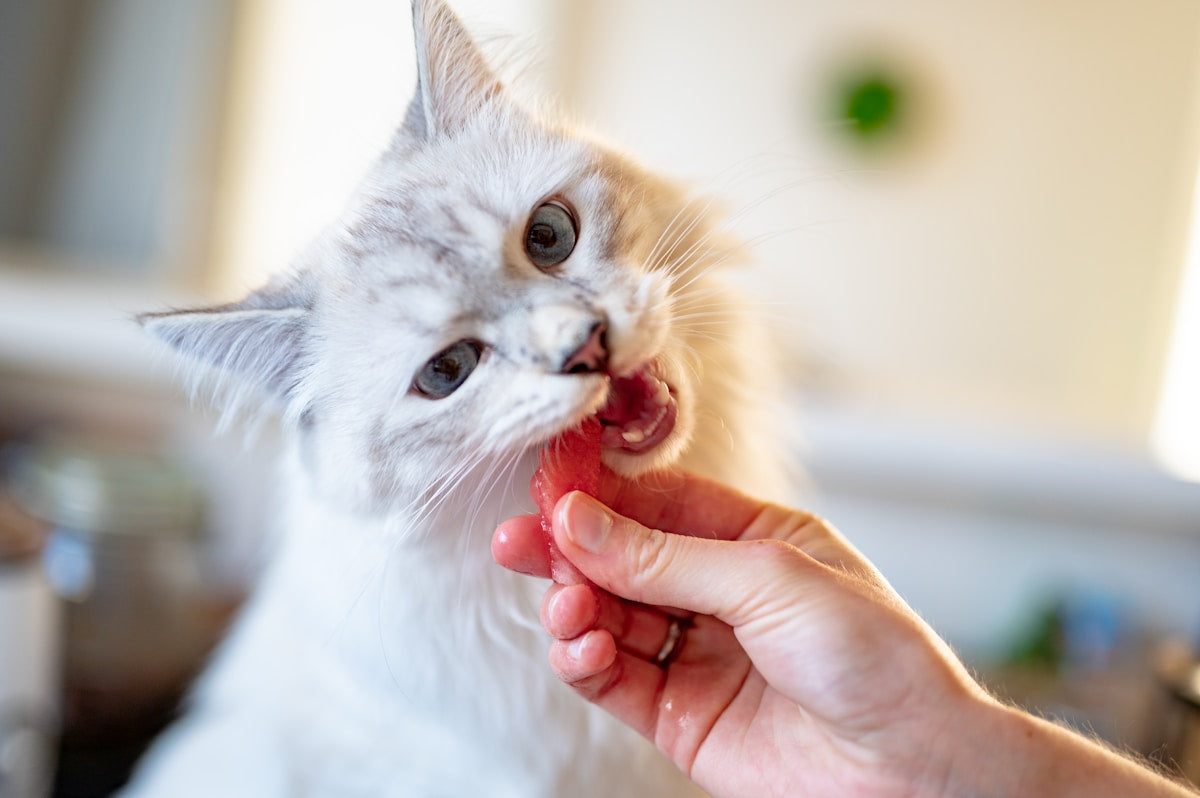 Cat eating a dental treat for oral health care