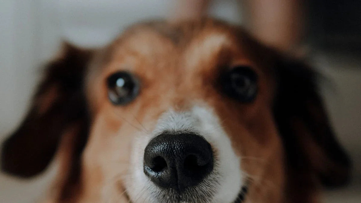 Face, Eyes, Ears: A Daily Dog Wipe Routine That Works