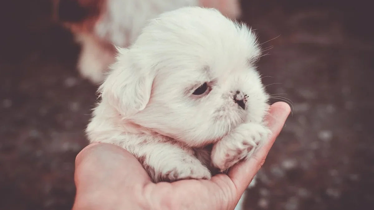 Can You Use Dental Wipes on Puppies? Age, Safety & How-To