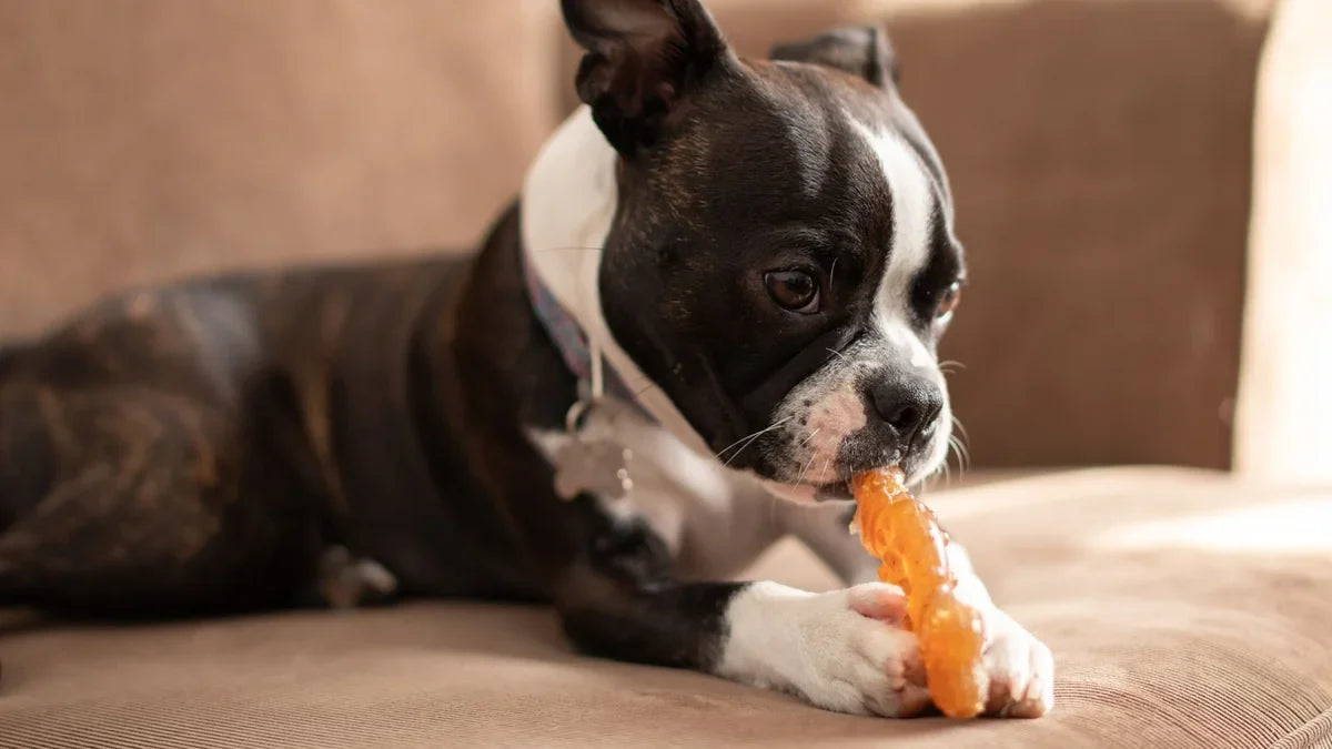 Do Dental Chews Actually Work? Here's the Honest Answer