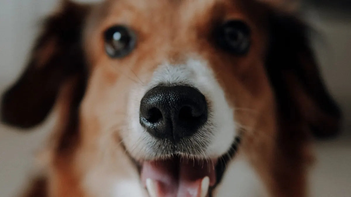Dog Dental Care: The Complete Guide for Healthy Teeth