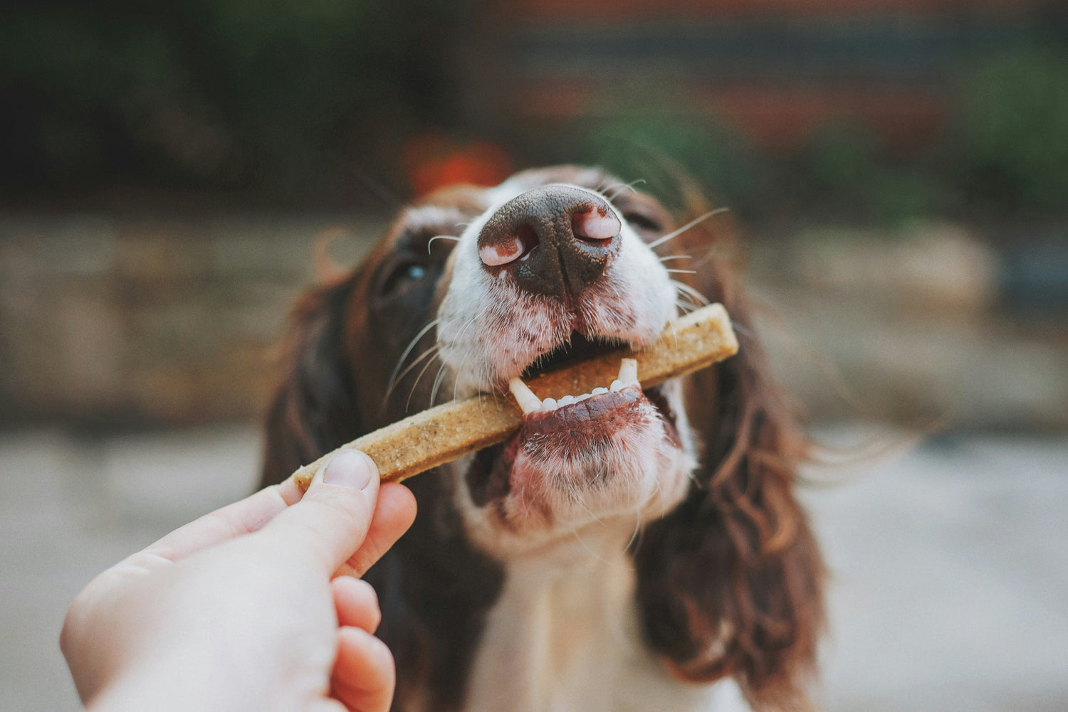 Dog chewing a dental treat for oral health