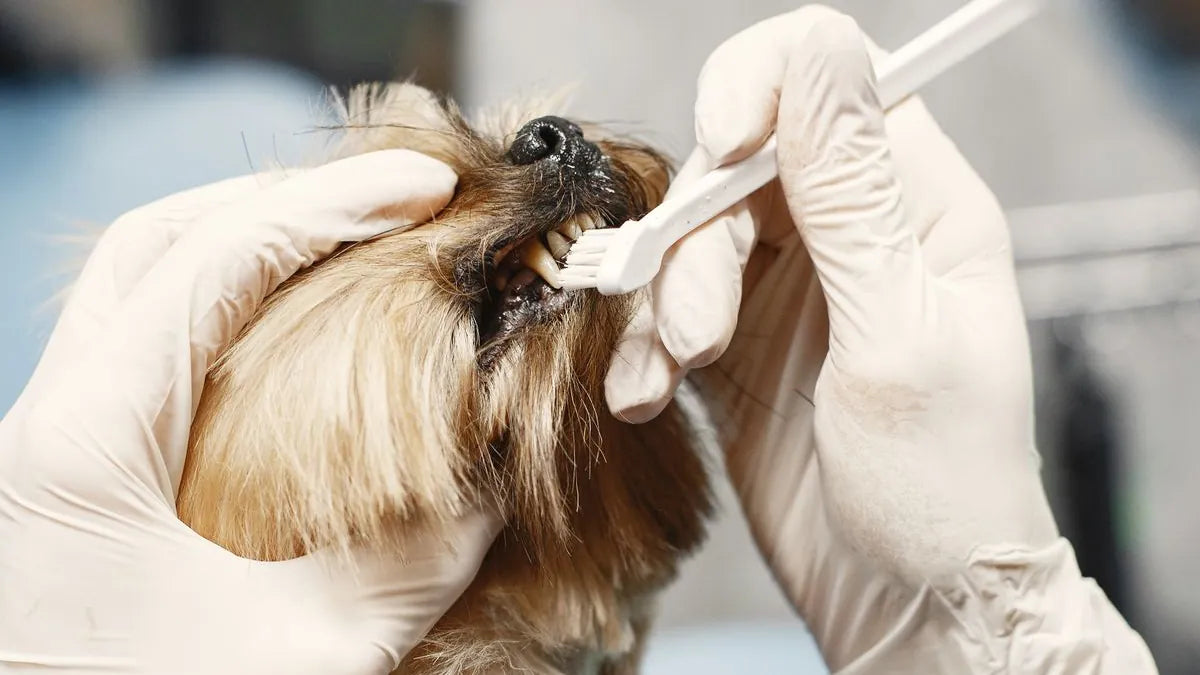 Dog Dental Wipes vs. Toothbrush: Which Is Better?