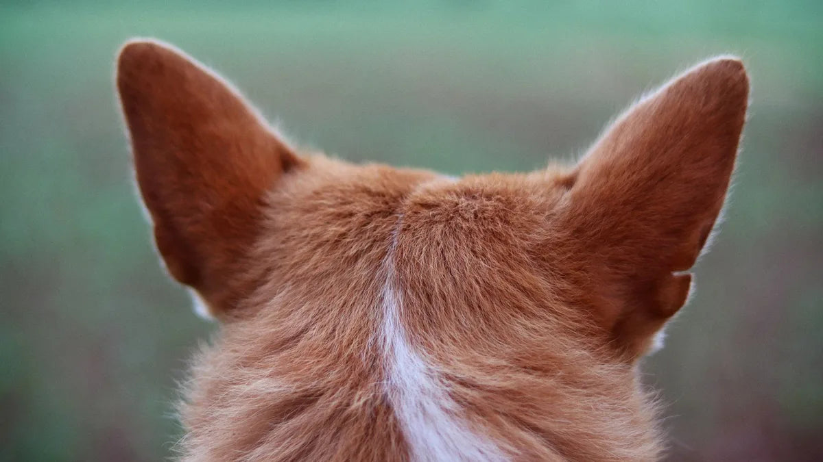 Dog Ear Care: The Complete Guide for Healthy Ears