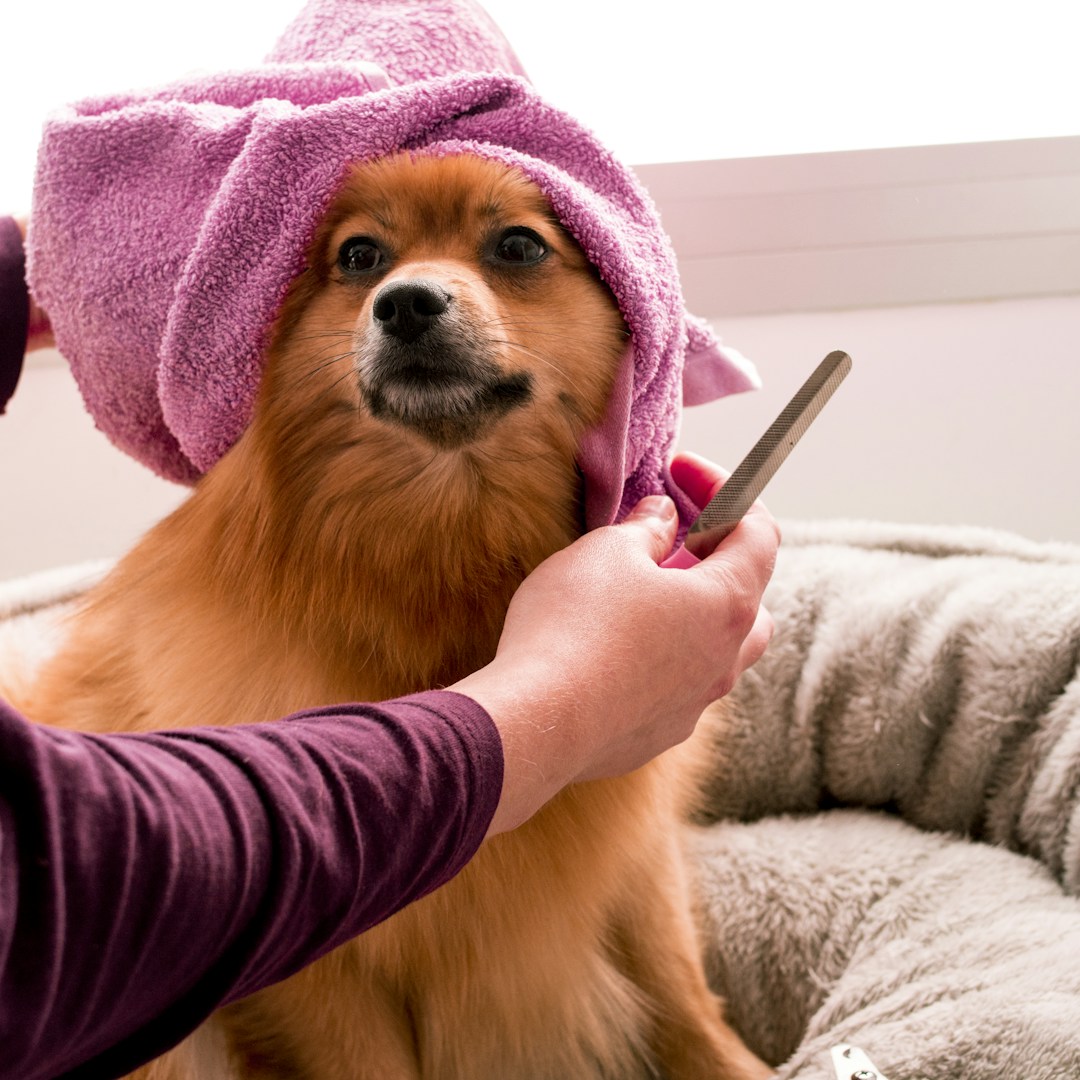 Dog grooming and ear care - prevention routine guide