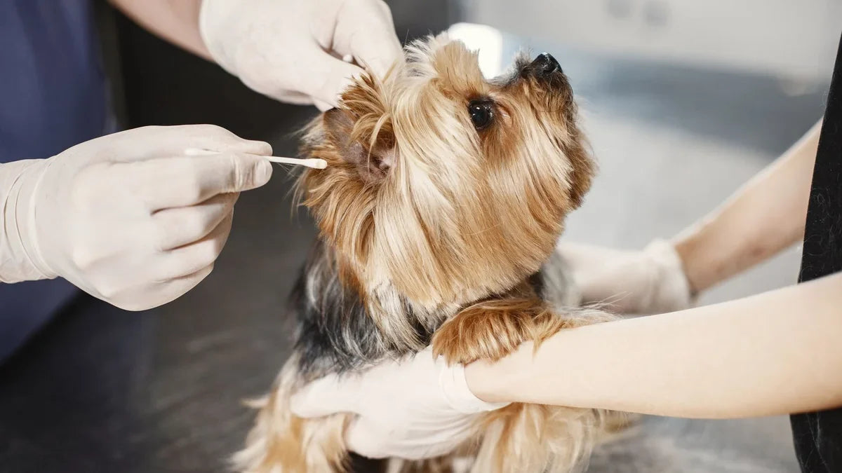 Dog Ear Wipes vs. Liquid Ear Cleaner