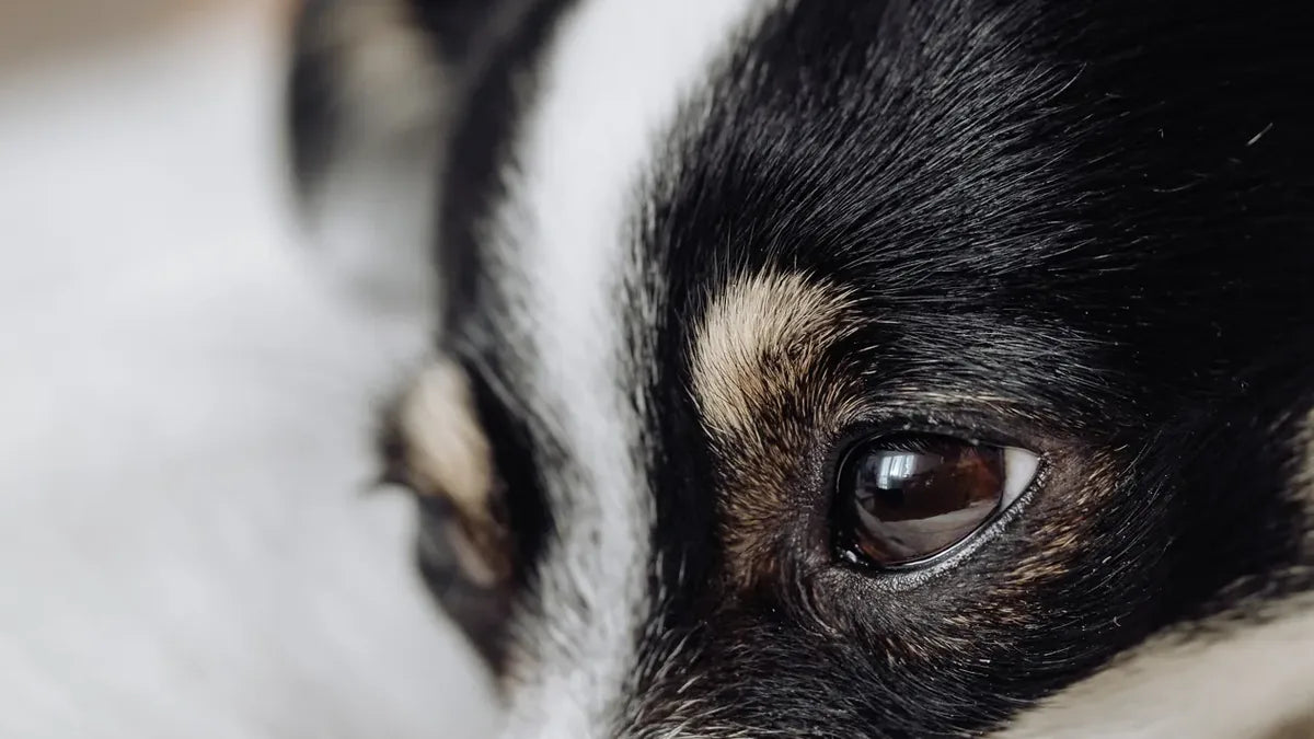 Dog Eye Care: The Complete Guide for Healthy Eyes