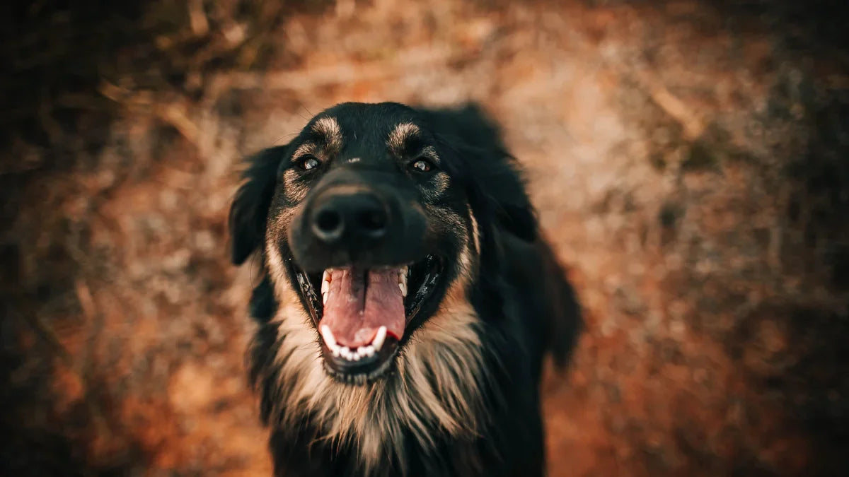 Dog Gum Disease: Stages and Warning Signs