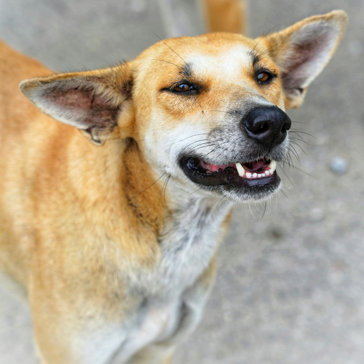 Dog Periodontal Disease Stages: Grade 1-4 Gum Disease Guide (2026)