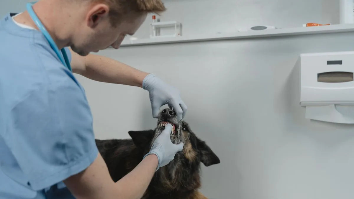 How Much Does Dog Teeth Cleaning Cost?