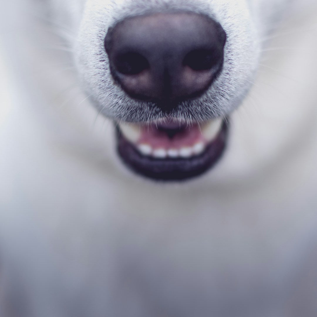 Dog with open mouth showing teeth - dental cleaning without brush guide